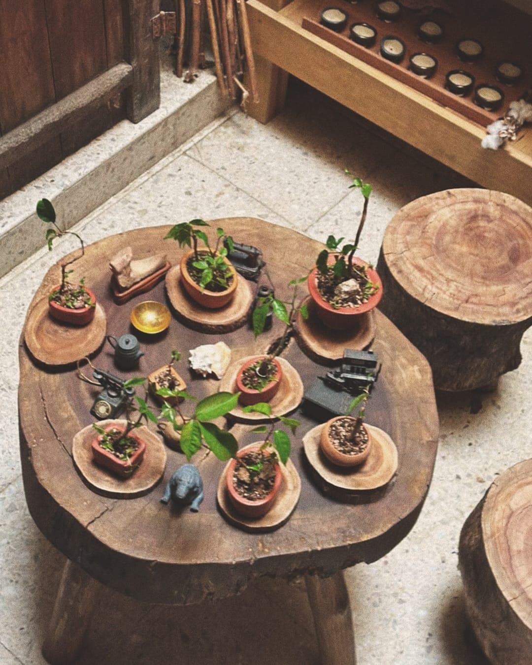 Bonsáis y plantas pequeñas sobre una rodaja de tronco en Deseo Nada Más